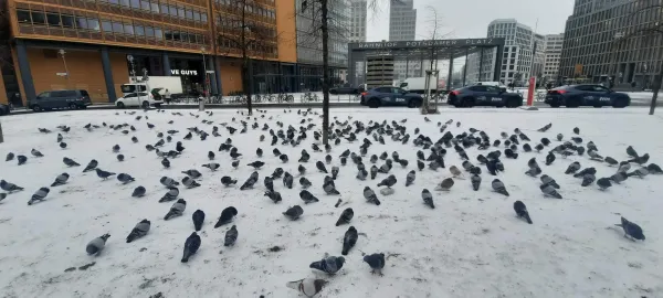 75. Berlinale: Ein Resümee des FilmFestival Cottbus